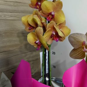 Орхидея  Фаленопсис  с опаковка  #153