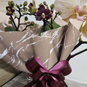 Alternative view of Орхидея  Фаленопсис  с опаковка  #157