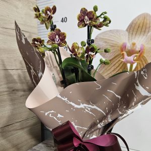 Alternative view of Орхидея  Фаленопсис  с опаковка  #156