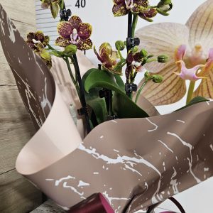 Орхидея  Фаленопсис  с опаковка  #156