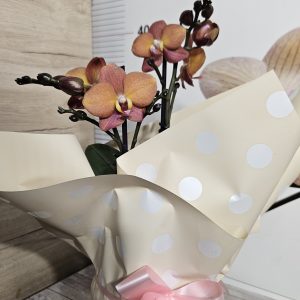 Alternative view of Орхидея  Фаленопсис  с опаковка  #155