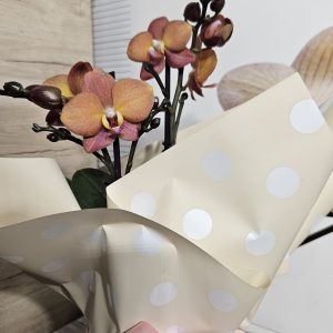 Орхидея  Фаленопсис  с опаковка  #155