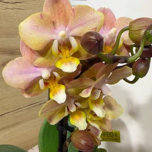 Мини Ароматна орхидея ф6 #603