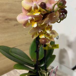 Alternative view of Мини Ароматна орхидея ф6 #603