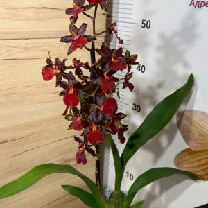 Alternative view of Камбрия Black Cat' #7008