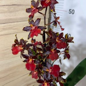 Камбрия Black Cat' #7008