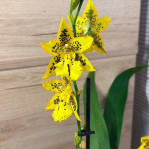 Камбрия Tiger Barb' #7007