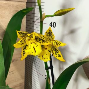 Alternative view of Камбрия Tiger Barb' #7007