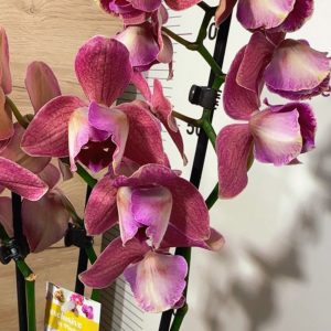 Фаленопсис Пелорик 2-3 цв. #219