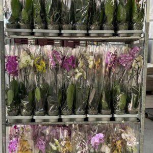 ТОП ПРОМО! Фаленопсис 2 цв. (мин.количество 2 бр.) #307