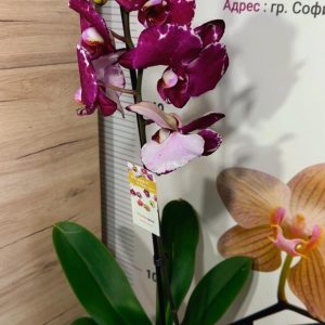 Alternative view of Фаленопсис 1 цветоноса  #165