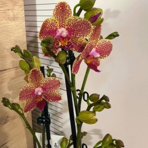 Фаленопсис 2 Пикачу #136