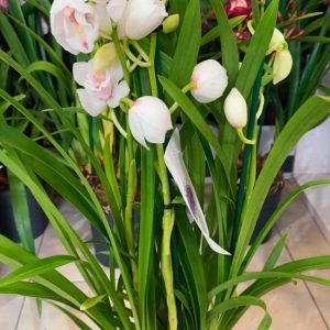 Alternative view of Цимбидиум  #68