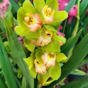 Цимбидиум  #75