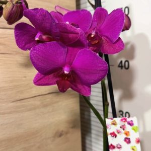 Фаленопсис 2 #145