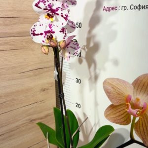 Alternative view of Фаленопсис 1 цветонос  #160