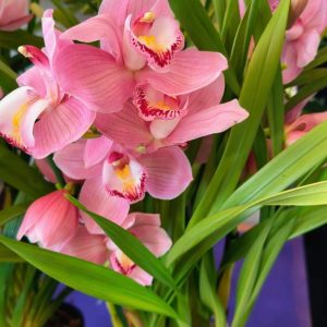 Alternative view of Цимбидиум  #76