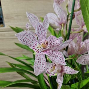 Цимбидиум  #79