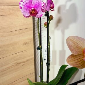 Alternative view of Фаленопсис 2 цветоноса  #168