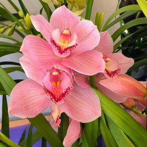 Цимбидиум  #76