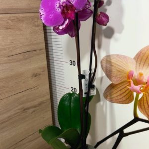 Alternative view of Фаленопсис 2цв. #120