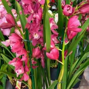 Alternative view of Цимбидиум  #73