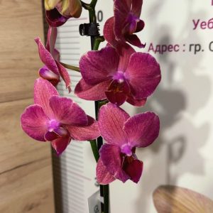 Фаленопсис 1 цветонос  #161