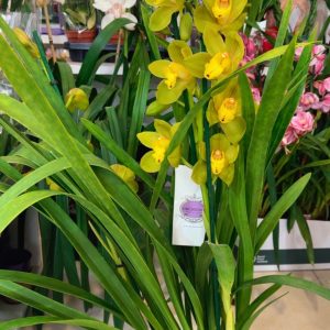 Alternative view of Цимбидиум  #65