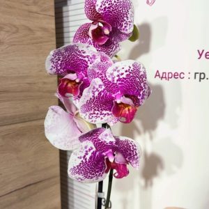 Фаленопсис 1 цветоноса  #162