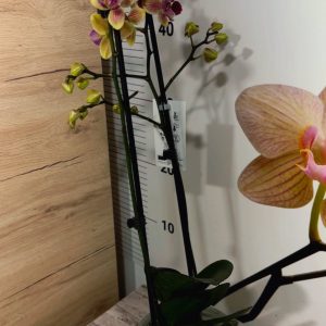 Alternative view of Фаленопсис Пелорик 2цв.  #127