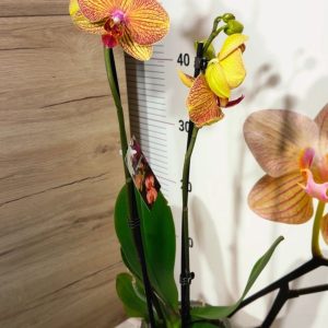 Alternative view of Фаленопсис 2цв. Smile #122