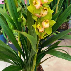 Alternative view of Цимбидиум  #75