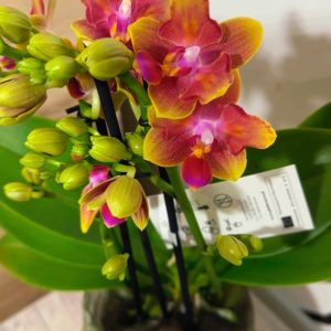 Ароматен Фаленопсис Пелорик 2 цветоноса #142