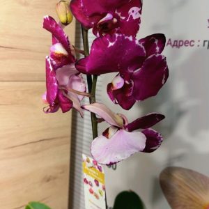 Фаленопсис 1 цветоноса  #165