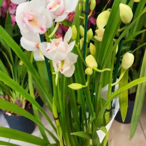 Alternative view of Цимбидиум  #74