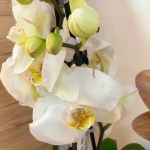 Фаленопсис 2 цветоноса  #159