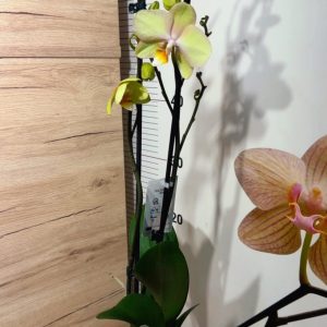 Alternative view of Фаленопсис 2 цветоноса  #159