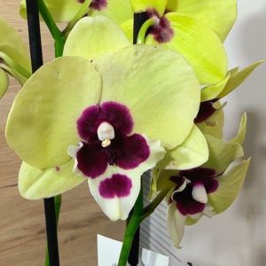 Фаленопсис 2 #151