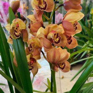 Цимбидиум  #77