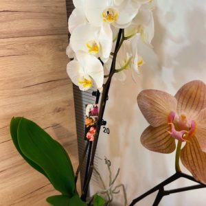 Alternative view of Фаленопсис 2 цветоноса  #160