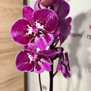 Фаленопсис 1цв. #131