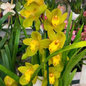 Цимбидиум  #65