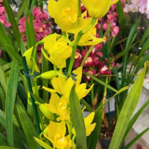 Цимбидиум  #69