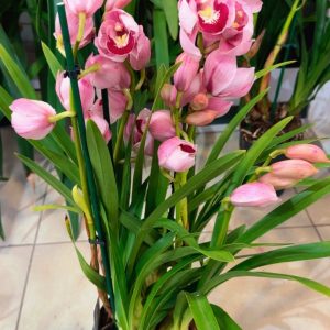 Alternative view of Цимбидиум  #67