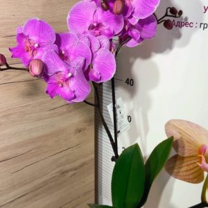 Alternative view of Фаленопсис 1 цветоноса  #161