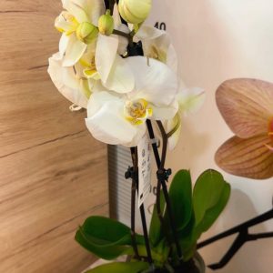 Alternative view of Фаленопсис 2 цветоноса  #159