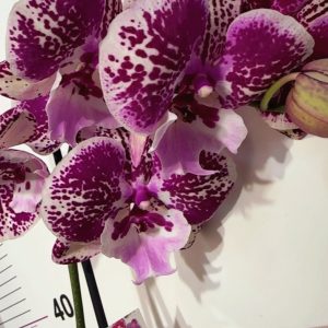 Фаленопсис 1цв. #130