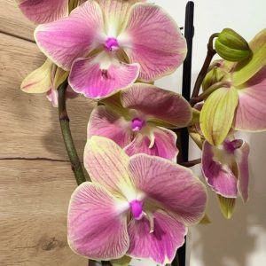 Фаленопсис 2 цветоноса  #169