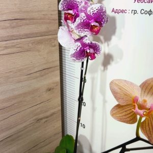 Alternative view of Фаленопсис 1 цветоноса  #162