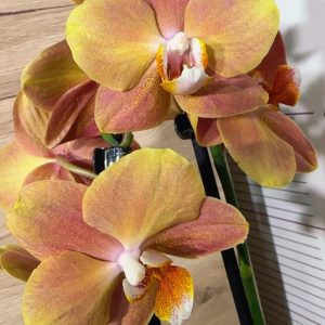 Фаленопсис 2 #137